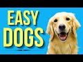 Top 10 Easiest Dogs To Own ( Easy-Going Dog Breeds )