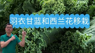 羽衣甘蓝和西兰花移栽：如何使用粪肥做底肥，如何使用有机缓释肥做底肥，清晰实际演示！