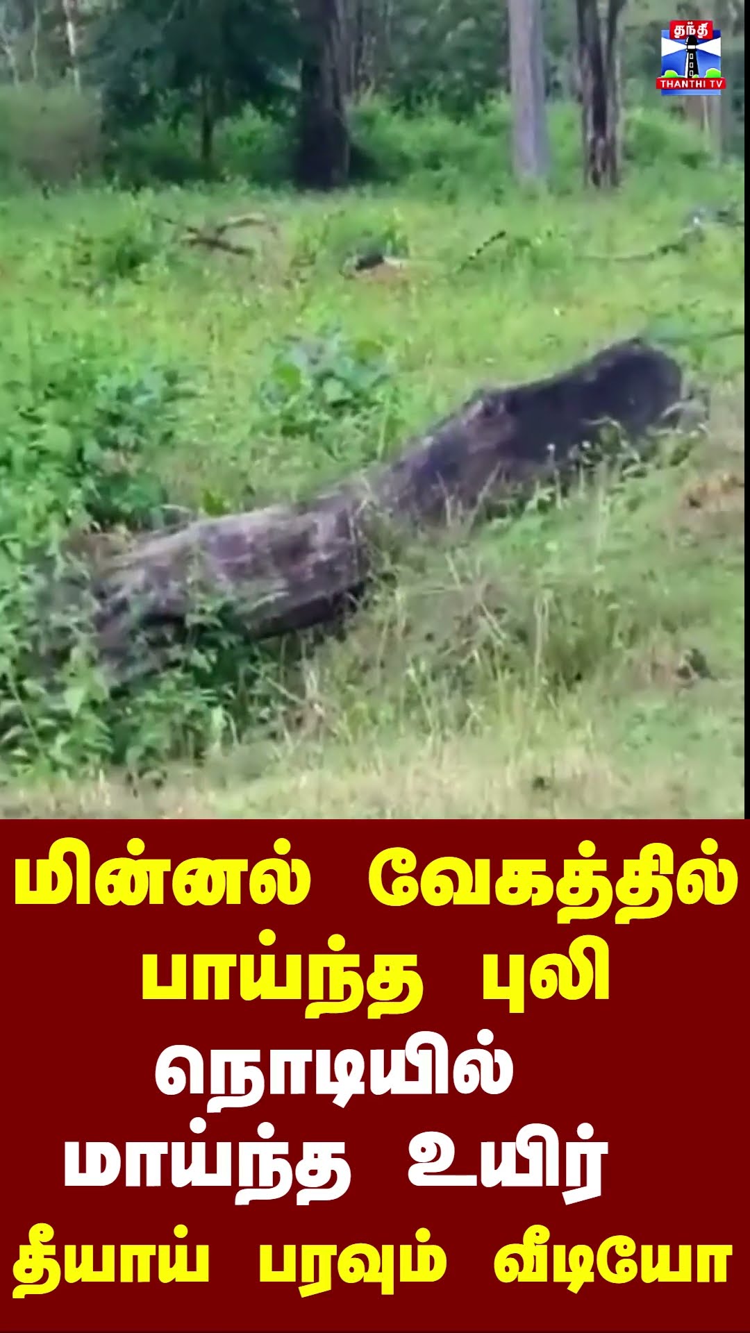 மின்னல் வேகத்தில் பாய்ந்த புலி நொடியில் மாய்ந்த உயிர் தீயாய் பரவும் வீடியோ