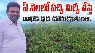 Download Lagu Mirchi Cultivation In Telugu | Green Chilliy | పచ్చి మిరప సాగు. MP3