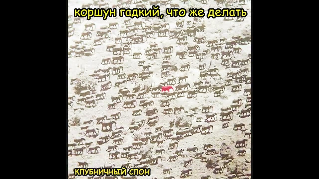 Группа "Клубничный Слон" - Старый Слон - YouTube