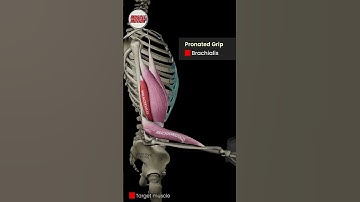 Supinated, Mid, and Pronated Curls 💪