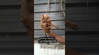 Miniature pinscher puppies available for sale in Kerala