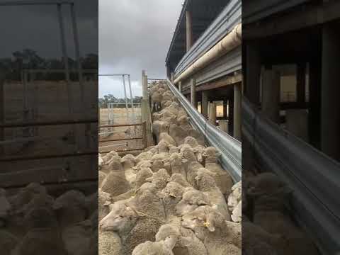 ذكاء الكلب في قيادة الاغنام