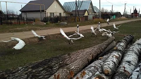 Домашние гуси тоже летают