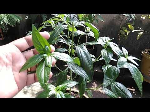 Video: Ano Ang Lettuce Leaf Basil – Paano Palaguin ang Basil na May Malaking Dahon