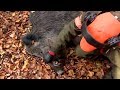 Best of wild boar hunting | Top driven hunts for season 2017 - Ultimate Hunting