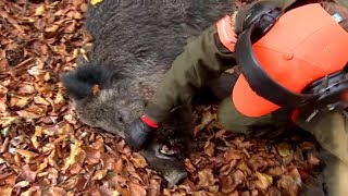 Best of wild boar hunting | Top driven hunts for season 2017 - Ultimate Hunting