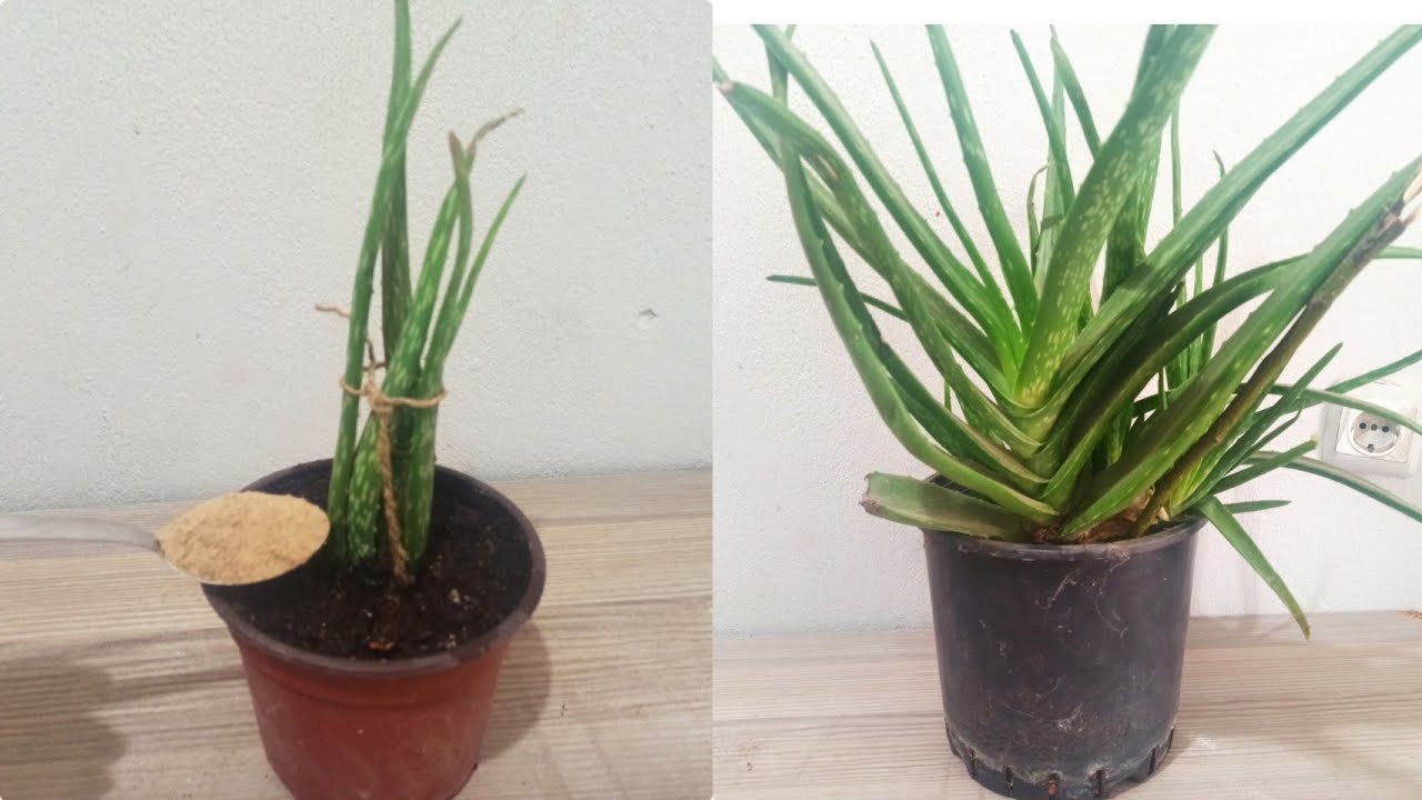 Birka Kiinin Bildii rm Ve solmu Aloe Vera Nasl oaltlr ? |  Aloe Vera Bakm