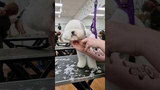 The End Result  #doggroomingvideos #dog #grooming #bichonfrise #bichon