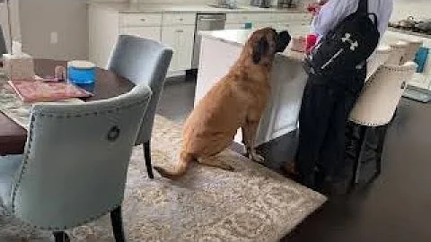 Gunther our English Mastiff Is Happy And Excited T...
