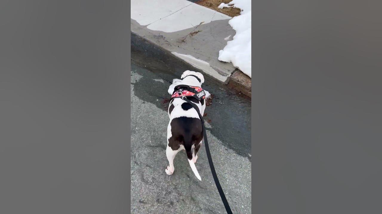 don-t-think-she-knows-the-meaning-of-loose-leash-dog-dogshorts