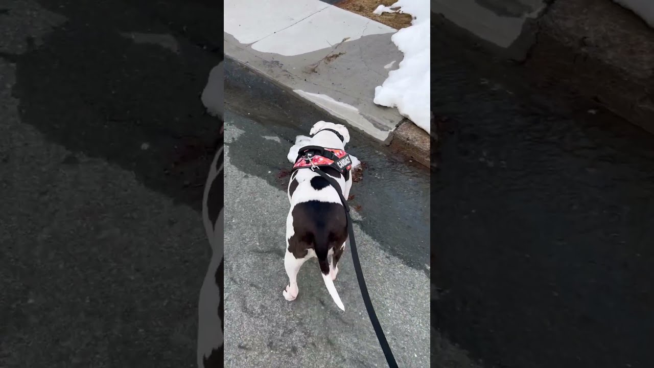 Don t Think She Knows The Meaning Of Loose Leash dog dogshorts Don t Think She Knows The Meaning Of Loose Leash dog dogshorts