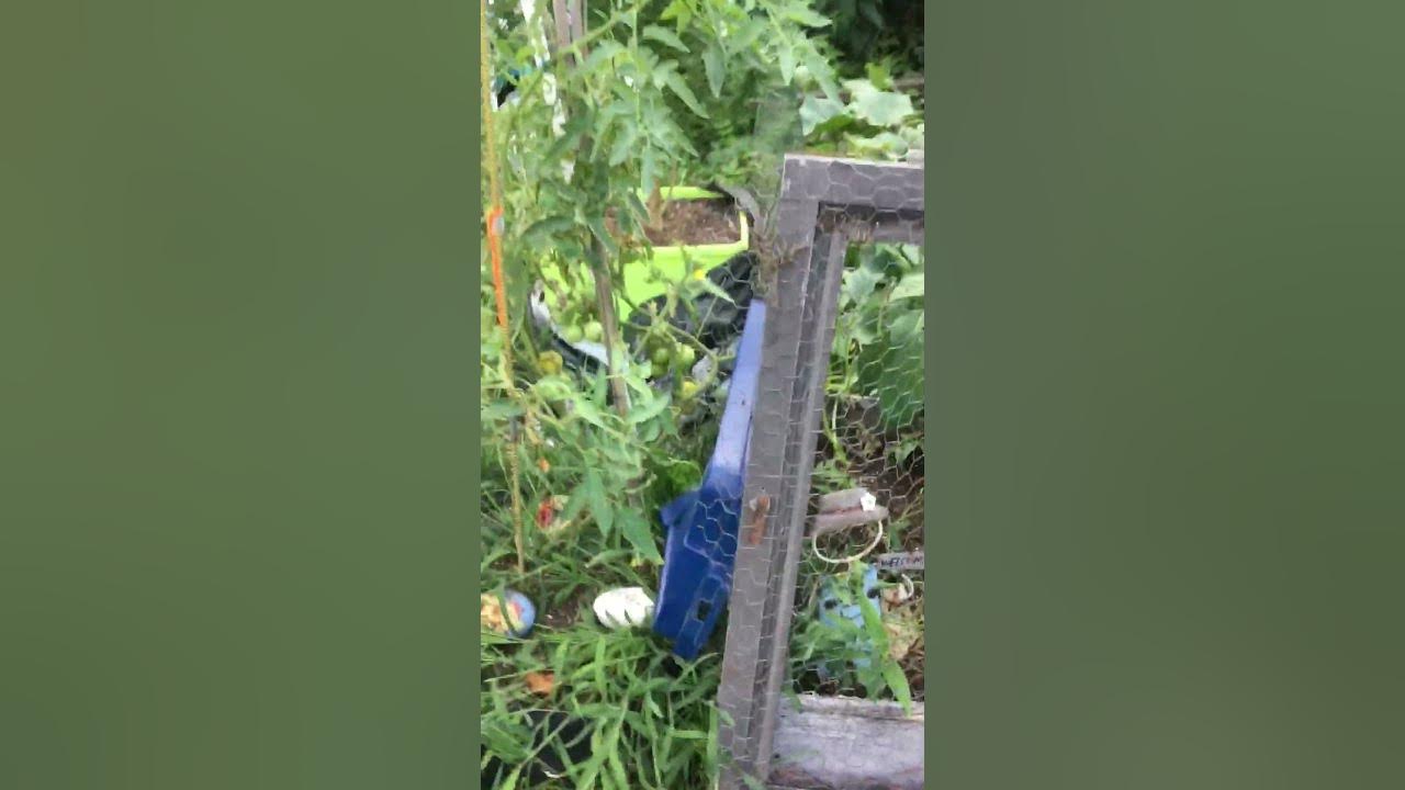 The groundhogs are killing me ! - YouTube