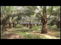 Oil palm plantation operation pruning