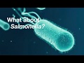 What is Salmonella?