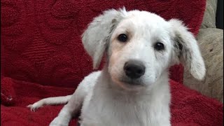 ТОП ЩЕНКОВ,ИЩУЩИХ ДОМ! КРАСНОДАР И КРАЙ ТОП ЩЕНКОВ,ИЩУЩИХ ДОМ! КРАСНОДАР И КРАЙ