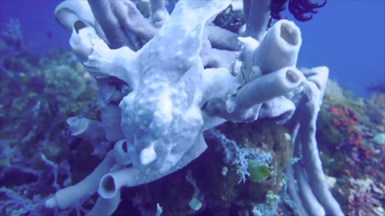 Giant Frogfish (Antennarius commerson)
