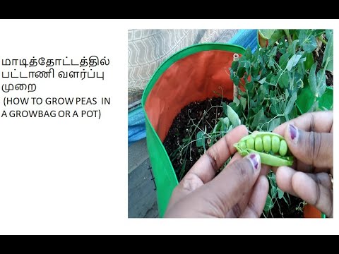 மாடித்தோட்டத்தில் பட்டாணி வளர்ப்பு முறை (HOW TO GROW PEAS  IN A GROWBAG OR A POT)