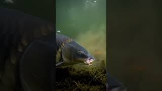 Download Lagu Nice one, Tuftie, cheers pal 🎣 #carpfishing  #carp MP3