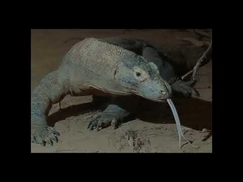 Komodo Dragon vs. Polar Bear, who would win - YouTube