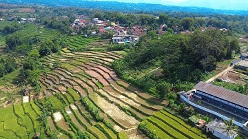 Cihamerang Cisema Batukarut Rice Fields