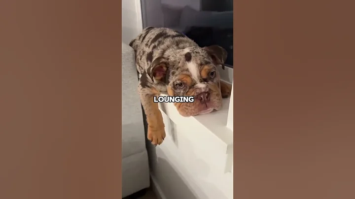 Top 4 Laziest Dog Breeds in the World! 🐶💤 Which One Naps the Most?