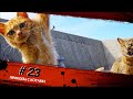 Смешные КОТЫ #23 / Лучшие приколы 2020 / Funny cats.