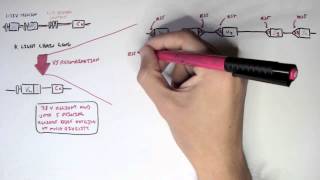 Immunology - Antibody Somatic (VDJ) Recombination II