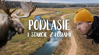 Baixar Podróże po Polsce! Niesamowite PODLASIE i wielkie poszukiwanie ŁOSI! 🔎🌲🌲🌲