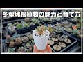 冬型塊根植物の魅力と育て方【 オトンナ、亀甲竜、ペラルゴニウム、アルブカなど 】