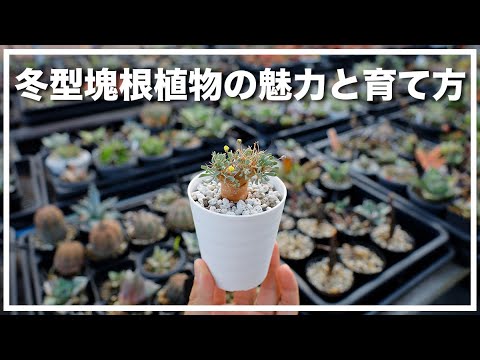 冬型塊根植物の魅力と育て方【 オトンナ、亀甲竜