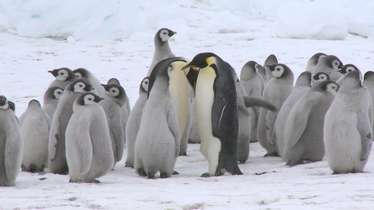 【動画】スノーヒル島のコウテイペンギンの営巣地を訪ねる旅