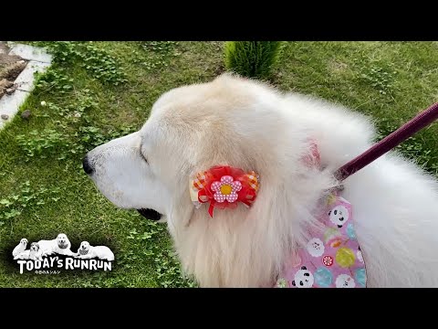 お転婆だけど...リボンが似合うベルとリリーです　Great Pyrenees　グレートピレニーズ