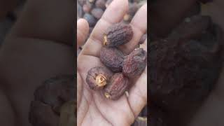 Fresh Khajoor | Fresh Dates Dry Fruits . #balochistan #shorts #organic #nature #dates #datefruit