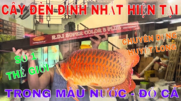 🔴ĐÈN R.D.I SUPER COLOR 3 PLUS ĐỈNH CỠ NÀO? | ĐÁNH ĐÈN R.D.I PLUS CHO HUYẾT LONG - TRONG NƯỚC ĐỎ CÁ