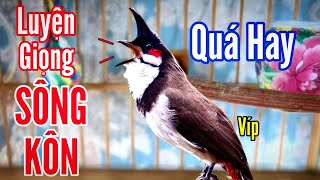 CHÀO MÀO CHUẨN SÔNG KÔN QUẢNG NAM | LUYỆN CHÀO MÀO HÓT GIỌNG SÔNG KÔN CỰC HAY