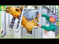Camel farming  how farmers raise thousands of camels  camel meat processing factory