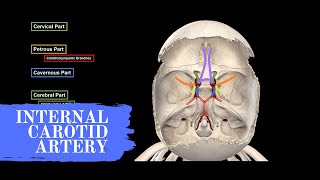 Internal Carotid Artery  Anatomy (Circle of Willis)