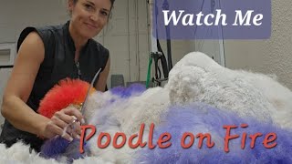 Poodle on Fire🔥 by Pawsh Dog House 110 views 7 months ago 2 minutes, 4 seconds