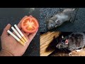 MAGIC INGREDIENT || How To Get Rid of Mouse Rats, Permanently In a Natural Way | JUST 10 MINUTES