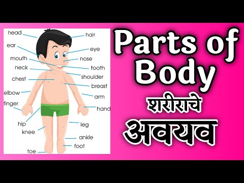 parts of body , body parts , marathi , शरीराचे अवयव