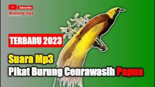 Suara Pikat mp3 Burung Cendrawasih PAPUA