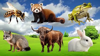 Wild Animal Sounds In Peaceful: Lion, Elephant, Gorila, Bison, Rabbit, Bear, Frog, Rooster,....