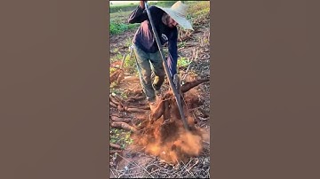 Harvesting cassava smart tool #shorts #smartworking