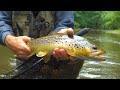 Brown trout fishing michigan  beautiful fish