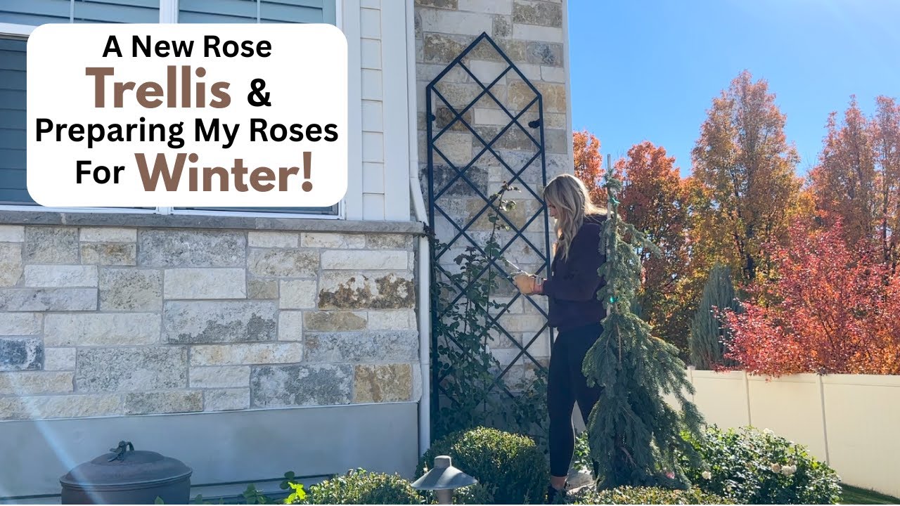Новая решетка для роз и подготовка роз к зиме