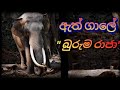 බුරුම රාජා =buruma raja  "එයා දොයි"sri dalada maligawa kandy🐘 plees sabscraib my chanel