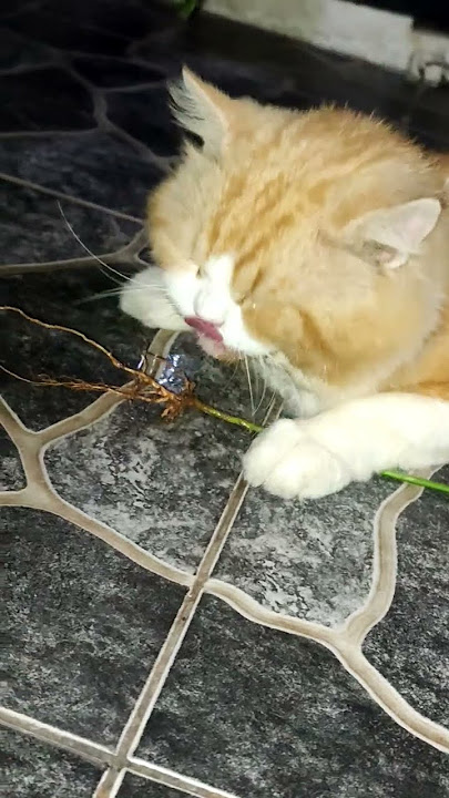 kucing oyen kalo udah mabok #catlovers #kucinglucubandung #kucingoyenbarbar