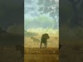 Lion vs Hyena – One Roar Was Enough to End the Fight 🦁💥